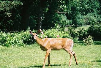 This photo was taken in the backyard of Del Jahn's yard. The doe just loves to munch on the many plants in her yard. 