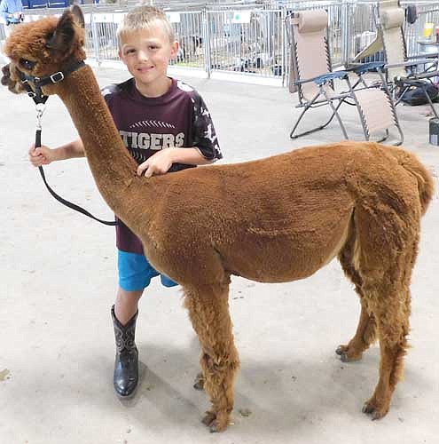 Mason Manion, 7, a member of the High Forest Chippewa Champions, showed Khloe, an alpaca.