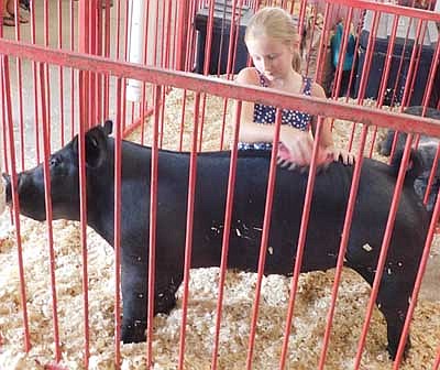 Hannah Meyerhofer, 9, a member of the High Forest Chippewa Champions, will be a fourth grader at Bear Cave Intermediate School. Above, she brushes one of the two pigs she entered in this year's Olmsted County Fair. She said she enjoys caring for pigs. "I like brushing them and being in the pen with them while they're lying down," she said.
