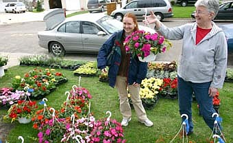 Surrounded by plants and flowers of red, purple and yellow, Mary Harnack of rural Racine, right, displays a hanging basket of flowers to shopper Nicole Tombers of Rochester at Lynn Cole's plant and flower sale last week. Harnack, Cole's mother, helped many browsers with their purchasing decisions at the event, offered as part of Stewartville's popular citywide garage sale. Sandy Tombers, Nicole Tombers' mother, accompanied her daughter to the sale, saying that she and Nicole love plants. "I came with my daughter to see the flowers," she said. The elder Tombers also is a big fan of garage sales. "Somebody else's junk is a treasure," she said. "Even if we don't find something to buy, it's fun. It's a fun pastime. It's a summer thing we've done for years." 