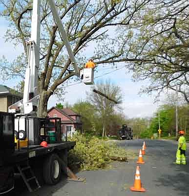 Hathaway Tree Service of Rochester removed a large tree along Lakeshore Drive Northwest on Wednesday morning, May 20. Arborists plan to remove trees in the area in conjunction with a street project that will begin this summer and conclude in 2021.