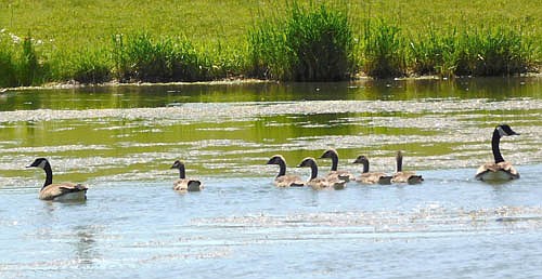  As the sun shined brightly on the pond near Central Intermediate School on Monday morning, June 8, a gaggle of geese swam slowly and softly.