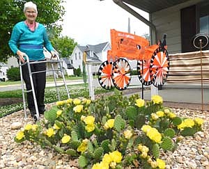 Millie Petersen of Stewartville grew a prickly pear, winter-hardy cactus at her former address, and when she moved to her new home along Third Avenue Northwest about four years ago, she took part of the plant with her for transplantation. A little more than a week ago, one flower bloomed on the plant. "Then all of a sudden they all came," Petersen said. "It's beautiful when it's all in full bloom." Julie Hayes, Petersen's daughter, said the cactus lies flat on the ground in the fall. "In the spring it's still flat, and the snow covers it," she said. "And when weeds grow in there, it's no fun getting them out." People who pass by Petersen's house are intrigued by the cactus. "A girl from Texas drove by and saw it," Petersen said. "She said, 'How does that grow here?'"