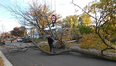 Hired by the city of Stewartville, workers from Weinhold Family Tree Service removed two ash trees and a maple tree from Daniel Ware's property on Tuesday morning, Oct. 13. The City Council, acting on the advice of an arborist, declared the trees hazardous to Ware's neighbors and ordered them removed.