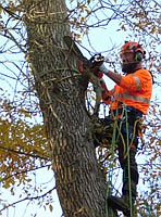 David Weinhold cuts one of the ash trees, infected with the emerald ash borer. Workers used a boom to move the ash trees from Ware's back yard to the nearby Fourth Avenue Southeast, where they were cut into pieces.