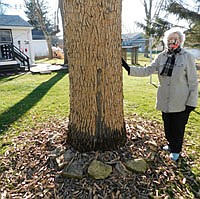 Bess David, who lives along Fifth Avenue Southeast, stands near the Summit ash tree in her back yard, where a pileated woodpecker drilled so many holes in the trunk that the tree eventually lost almost all its bark. "I looked out and thought, 'What happened to my tree?' " David said. David took the inset photo of the large woodpecker at left.