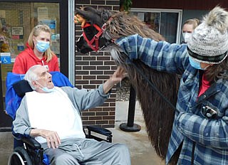 Clem Snyder, a resident of the Stewartville Care Center, above left, reaches out to meet Hendrix, a chocolate llama named after musician Jimi Hendrix, near the Care Center on Wednesday morning, Dec. 23. Julie Andreason, another Care Center resident, left, also says hello to another llama from Tydi Acres Farm of rural Racine. Jason and Kris Kolhoff and their children, Adi and Tyler, brought their llamas, named Hendrix, Mars and Creed, to the windows of other Care Center residents' rooms, where the residents enjoyed meeting the calm and gentle animals. "We have a family farm that's all about children and llamas," Kris Kolhoff said. "Llamas are our kids' passion." Llamas are well-behaved and friendly, Kris said. "If you like dogs, you'll like llamas,"&#8200;she said.