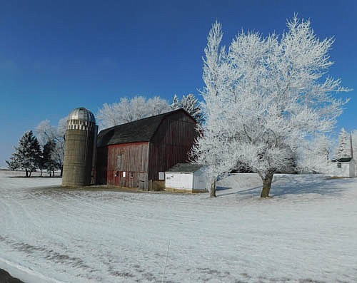 Under a deep blue sky at the northern edge of Stewartville, a tree covered with hoarfrost stands near a barn on Sunday, Jan. 3. Hoarfrost is defined online as a deposit of ice crystals on objects exposed to the air, such as the tree above, grass or leaves. It is formed when temperatures dip below freezing and water vapor condenses into ice.