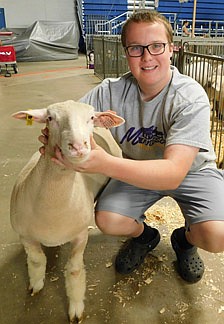 Brody Erickson of the Stewartville FFA, who will be a senior at Stewartville High School, displays the sheep he showed at this year's Olmsted County Fair.