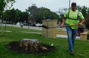Eric Domino, city of Stewartville public works employee, shoveled dirt from around the stump of an ash tree at the City Hall lawn last week. The ash tree, infected with the emerald ash borer, was cut down several months ago. Domino said he was preparing the stump to be ground out. John Cavanaugh of Bluff Country Tree Service, LLC, donated the small oak tree in the background, along with six other trees, to the city of Stewartville.