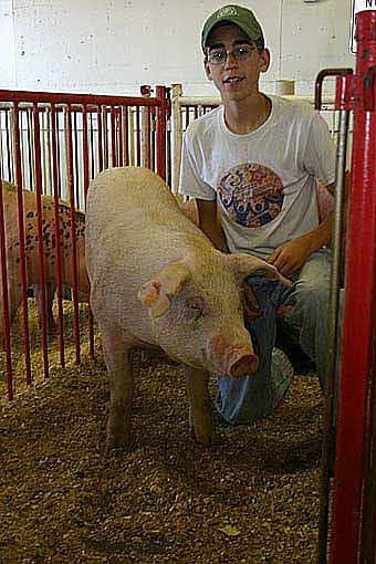 Kevin Welter, 15, of the High Forest Chippewa Champions, in the bottom photo, planned to show three pigs at the Olmsted County Fair and as many as 10 at the Minnesota State Fair later this summer.  Prize-winning pigs are long and wide and sound off their feet, Kevin said. They take long strides rather than short and choppy steps, he said. Kevin is part of the Welter family that was recently named Olmsted County Farm Family of the Year. 