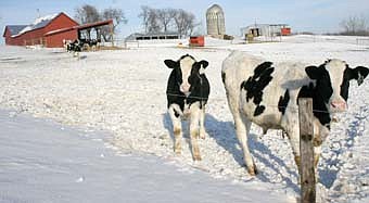 WINTER'S SPECIAL BEAUTY -- For those who look closely, winter has a unique beauty all its own. Here, a cow and calf stand in cold silence in a field northeast of Stewartville.  