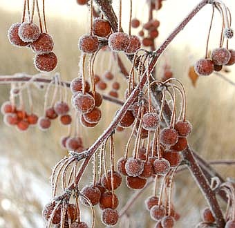 WINTER'S SPECIAL BEAUTY -- For those who look closely, winter has a unique beauty all its own. From bottom to top, frost clings to a viburnum bush near the offices of the Stewartville STAR.   