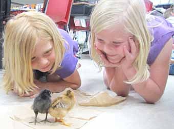 Anna Myhre, left, and Talia Podein, first-graders in Kathy Londowski's class at Bonner Elementary School, look with joy at the baby chicks in their classroom last Thursday, May 17. Bonner's teachers and administrators thanked All-American Co-op for donating feed for the school's chicks, ducks and turkeys.  