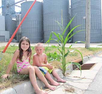Amanda Hall, 6, left, and Ryley Salem, 3, both of Stewartville, sit along Fourth Street Southeast near All-American Co-op, where a cornstalk is growing from a crevice on the curb. The children were visiting a local home just east of the cornstalk on Sunday, July 15. Whoever harvests the corn won't have far to go to take the finished product to market. 