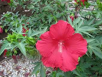  This is one of a number of brilliantly red flowers growing from a hibiscus plant at a home along Country Estate Court Southeast.   