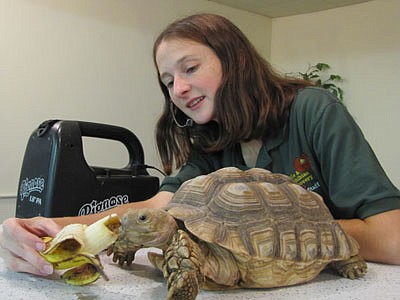 Melissa Pastika, owner of the RAD&#8200;Zoo, feeds her spur-thigh tortoise a banana at St. John's Lutheran Church last week.                  