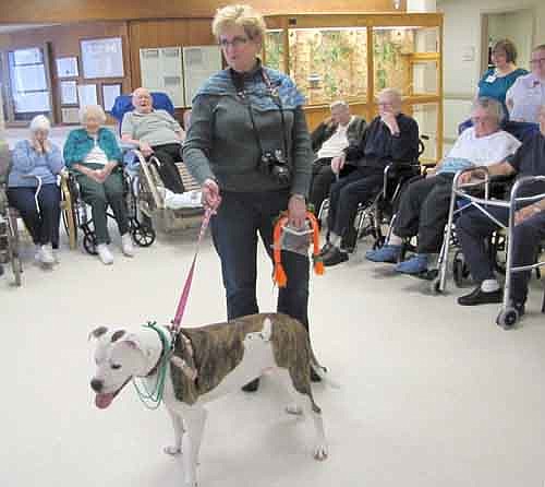 Ruth Johnson of Rochester introduces Holly, a pit bull-boxer cross, to the residents of the Stewartville Care Center on Thursday, March 14. Holly is a blood donor dog, which means she's available to give her blood to veterinarians who would need it to help other dogs that may be sick or have lost blood in an accident.
