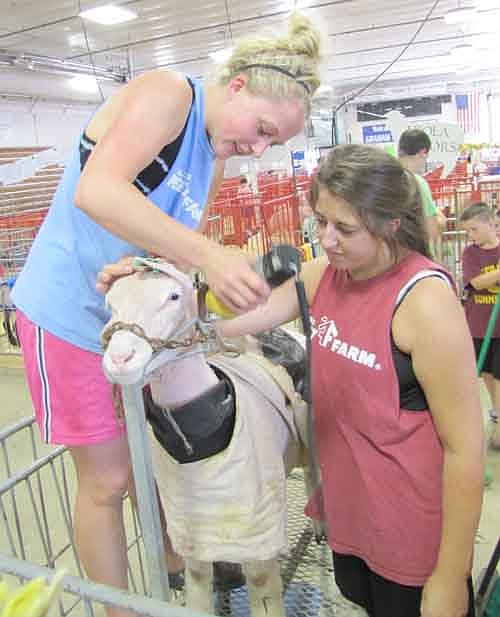 Amy Reinhardt, above left, and her sister Emily work on shearing a market lamb to prepare the animal for show at the Olmsted County Fair on Tuesday, July 23. Amy Reinhardt said that she's a little emotional about the fact that her time showing animals at the fair is coming to an end. "I'm kind of sad," she said. "I've been in it since I was in kindergarten." In that time she has shown pigs, dogs and sheep. Emily, now finished as a participant, still helps her sister with her animals. The fair has always been a family affair for the Reinhardts. "We all do it together," she said.