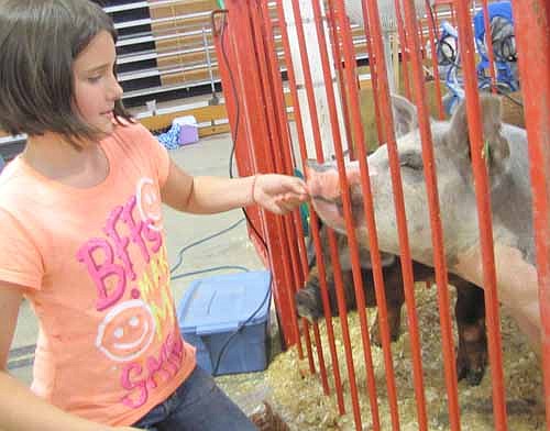 Elizabeth Hurley, 11, a member of the High Forest Chippewa Champions 4-H Club, feeds her pig a pretzel at the Olmsted County Fair on Tuesday, July 23. Elizabeth, who will be a sixth grader at Stewartville Middle School this year, says that pigs that are walked frequently perform better at the fair because they grow accustomed to being guided and directed. Elizabeth said she enjoys working with her pigs.