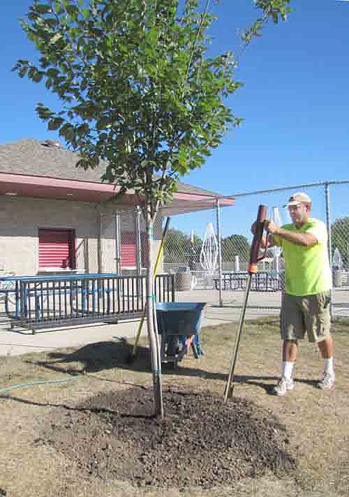 Ryan Davis of Davis Woodscapes has donated a $250 American elm tree to the city of Stewartville. Davis, above, planted the tree near the Stewartville pool on Friday, Sept. 13. "I like trees," Davis said. "I had one left over from a project. I decided I might as well plant it here." The tree may grow to be 60 feet tall and should provide plenty of shade for a patio area near the pool, Davis said.