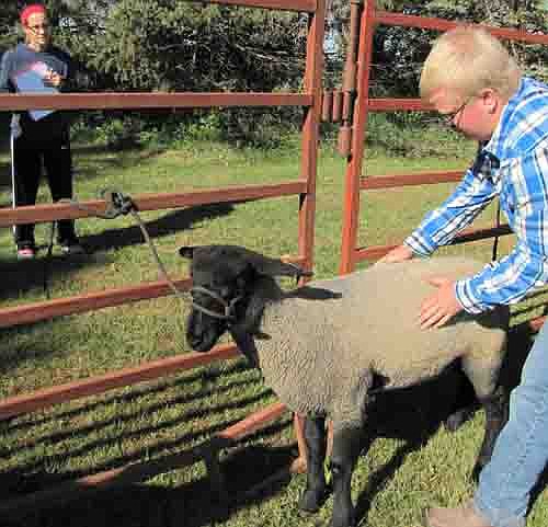 Derek Stehr, a sophomore at Zumbrota-Mazeppa High School, tests the girth of a market lamb at the annual Stewartville Invitational at the Roeder farm on Wednesday, Sept. 25. More than 460 students from 25 area school districts traveled to Stewartville for the annual event.