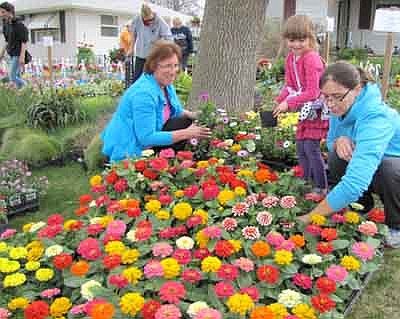 Michelle Oftedahl, 5, center, joins her mother Ruth, right, and her grandmother Elizabeth Cook, left,  to search through the brightly colored flowers at 114 Third Avenue Northeast during Stewartville's citywide garage sale on Thursday, May 8. Michelle will replant the flowers in a garden overseen by Cook. "We do this every year," Cook said. "We take the grandkids to pick flowers."