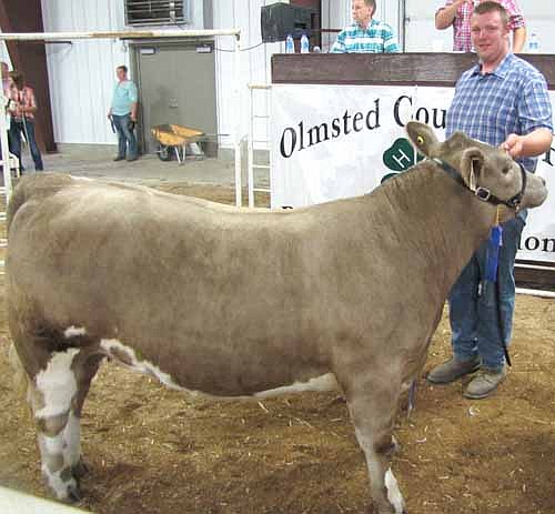 Grant Brass of the Burr Oak Beavers 4-H Club, a 2014 graduate of Stewartville High School, showed the reserve champion market heifer at last week's Olmsted County Fair.