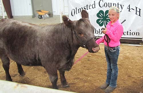 Madalynn Johnson of the Rock Dell Indians 4-H Club was the reserve champion novice showperson for beef cattle. Seneca Foods bid $525 for Madalynn's animal at the County Fair's Blue Ribbon Auction last Thursday, July 24.