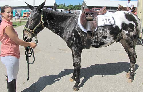 Alyson Hurley, 17, a member of the High Forest Chippewa Champions, poses with her mule, MV Limited Edition.