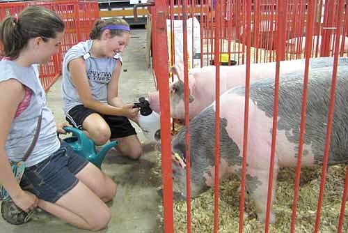 Samantha Koenigs, in back, gives water to a pig as Elizabeth Hurley looks on at the Olmsted County Fair last week. The girls, who will be seventh graders at Stewartville Middle School this fall, were watching over the swine shown by George, Jessie and Teddy Skare.