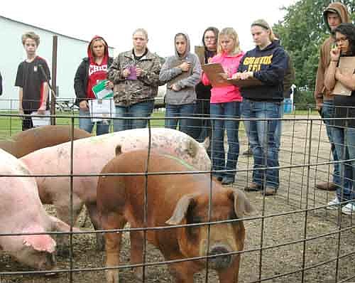 About 560 students from 27 southeastern Minnesota schools attended the annual Stewartville Invitational on a cloudy and sprinkly day last Wednesday, Sept. 24.  The students judged a variety of farm animals at three different locations. Above, a group of students                                                                                                           inspects the market hogs at the Roeder farm about eight miles west of Stewartville.
