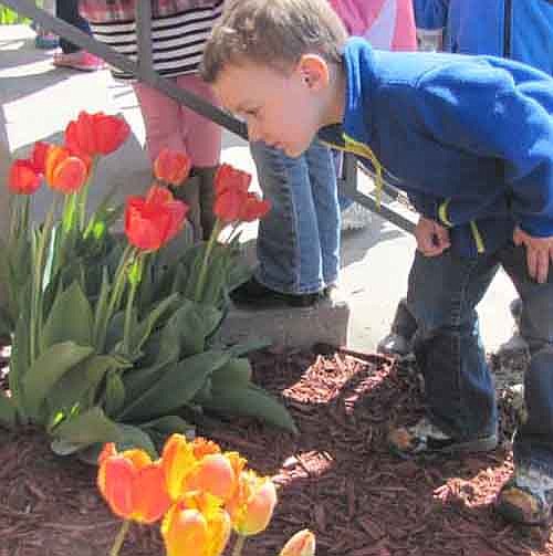 Children and teachers from St. John's Wee Care got a close-up look at the tulips blooming near St. John's Lutheran Church last week. Here, Justin Byrne, 4, peers at the flowers.