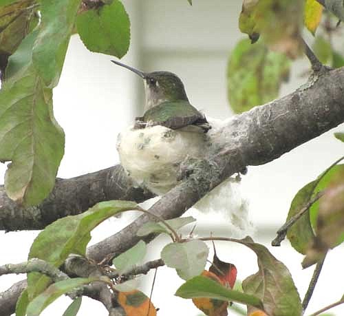 Janice Amos of Stewartville discovered this hummingbird in a nest in a tree in the Amos's backyard garden on Friday morning, June 5. Most hummingbird nests are about 1.5 inches in diameter. 