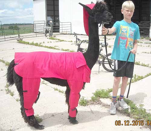 Conner Lohmann, son of Eric and Karri Lohmann from Rockie Top Acres hangs on to Llama Llama Red Pajama. The llama will be at the Stewartville Public Library on Tuesday, June 23 in conjunction with the library's story time.