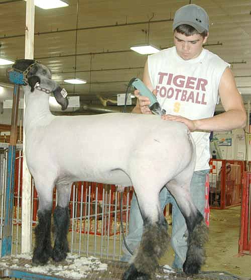 Mitch Osterhus of the Stewartville High School FFA sheared his sheep to get them ready for the Fair. "You shear 'em, fluff the legs to make the legs look bigger, and wash 'em," he said.