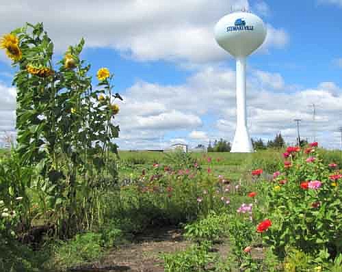 With sunflowers from the Stewartville Community Garden in the foreground, the city's newly decorated water tower stands near Southern Hills. Bill Schimmel Jr., city administrator, said that city officials are pleased with the artwork on the tower but believe the "Stewartville" lettering and the logo aren't large enough.