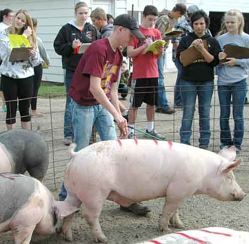 Students from 32 school districts across southeastern Minnesota judged the animals at the Roeder and Twohey farms at the annual Stewartville Invitational on Wednesday, Sept. 23. Above, students take a close look at a group of market hogs.