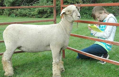 Isabelle Drenckhahn, an eighth grader from the Zumbrota-Mazeppa School District, writes down information about the breeding ewe she's judging at the annual Stewartville Invitational on Wednesday, Sept. 23. The event was held at the Roeder and Twohey farms.