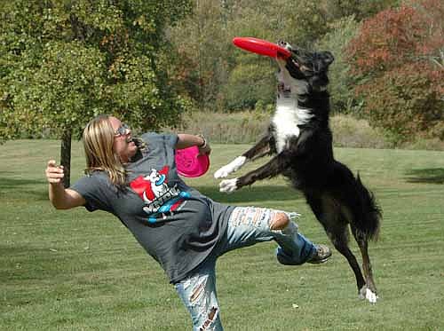 Observed carefully by its trainer, a Minnesota disc dog catches a Frisbee in mid-flight at the Stewartville Area Chamber of Commerce's second annual Pets in the Park at Florence Park on Saturday, Oct. 10.