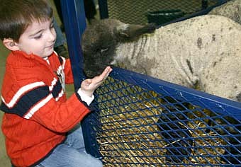 FEED MY SHEEP -- Carter Hutchinson, a Stewartville Early Childhood Family Education (SECFE) student, feeds a sheep at the annual Stewartville High School FFA ag fair last Wednesday, Feb. 20. Hundreds of children from Bonner Elementary School also attended the event, which also featured a calf, pigs, a goat and a donkey. 