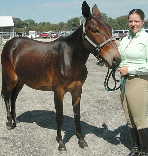 Jessica Skare, a member of the High Forest Chippewa Champions 4-H Club, showed Abril, a mule, at this year's Olmsted County Fair. Training Abril wasn't easy, she said. "It takes a lot of practice and a lot of work," she said.