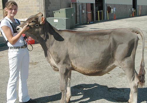 Emma Thomason of Stewartville showed Rae, a brown Swiss cow, at this year's Olmsted County Fair. Rae, not yet 1 year old, won first place and a special merit award. "I think it's for fun," Emma said, speaking about why she shows animals.