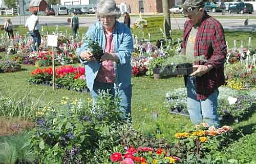 As her husband Vern holds a container into which she placed petunias, oregano, dill and peppermint, Mary Boettcher examines the plants on the Grisim School Bus grounds along Main Street last Thursday, May 11.The Boettchers were among hundreds of shoppers and browsers who took part in the 33rd annual Stewartville Citywide Garage Sale last week. In all, occupants of 136 homes officially registered at the Stewartville STAR to sell items at this year's sales. "I like colors and I like aromas," Mary said. "I&#8200;like to do my own baskets rather than buy baskets that are already put together."