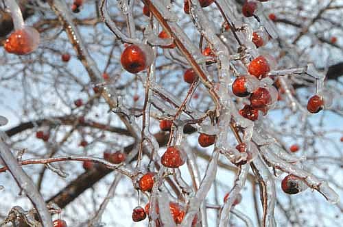 Stewartville's streets and sidewalks were glazed over with a sheet of ice last week. An ice storm forced Stewartville and area schools to close early on Monday, Feb. 20 and remain closed all day on Tuesday, Feb. 21. Above, ice coats the branches and berries on a tree along First Avenue East.
