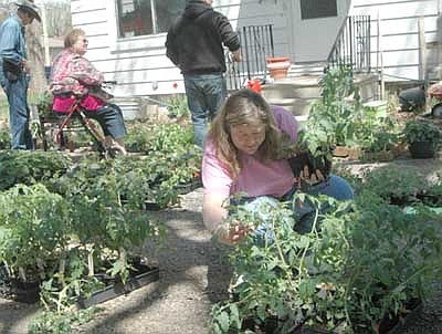 Hundreds of shoppers attended the 34th annual Stewartville Citywide Garage Sale Thursday, May 10 through Saturday, May 12. Here, Traci Laures of Stewartville examines the tomato plants at a sale at the home of Steve and Carol Denny along Fifth Avenue Southeast.