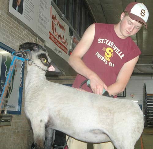 Brock Erickson, a member of the Stewartville High School FFA, shears a sheep to prepare the animal for showing at the Olmsted County Fair last week. Erickson, 17, who will be a senior at Stewartville High School, entered five sheep in the fair, including lambs in the black face, white face and speckled face divisions.